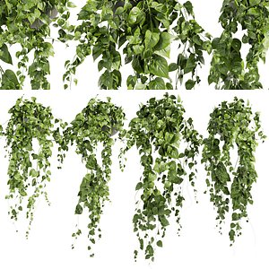 Collection plant vol 412 - pothos - hanging - ampelous - 3dmax - cinema 4d