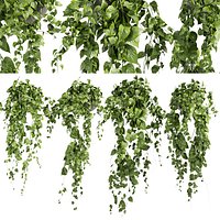 Collection plant vol 412 - pothos - hanging - ampelous - 3dmax - cinema 4d