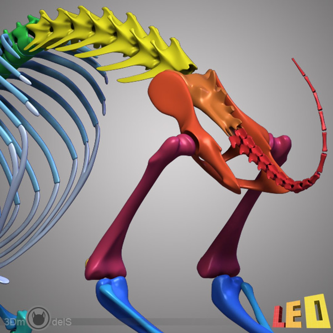 rabbit skeleton bones 3ds