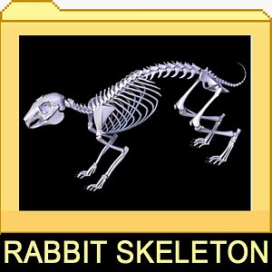 rabbit skeleton bones 3ds