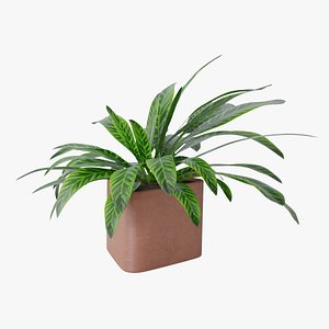 Plant 4