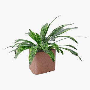 Plant 4
