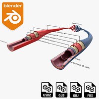 Artery and Vein Anatomy 3D Model
