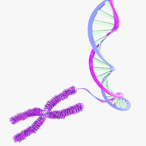 Chromosome Chromatin with DNA helix 3D