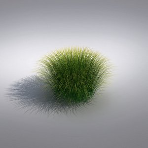 Ornamental Grass