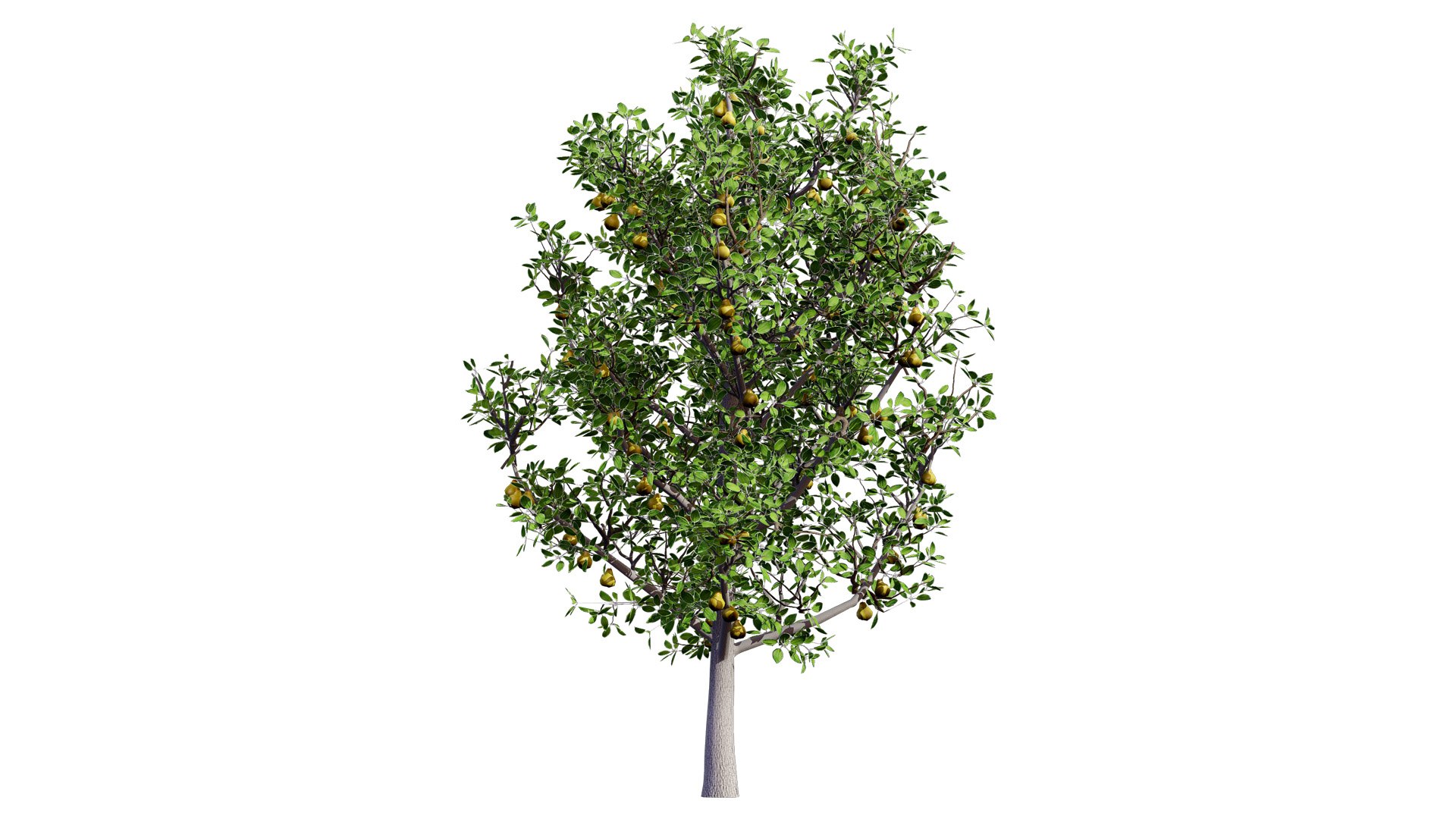 High-Detail Pear Tree Model 3D model https://p.turbosquid.com/ts-thumb/tu/R95lp8/3H/peartreewithfruitl/jpg/1736284916/1920x1080/fit_q87/b848b2e8e9296b7c70af5ac5f4ceaf8825622781/peartreewithfruitl.jpg