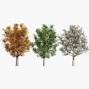 High-Detail Pear Tree Model 3D model