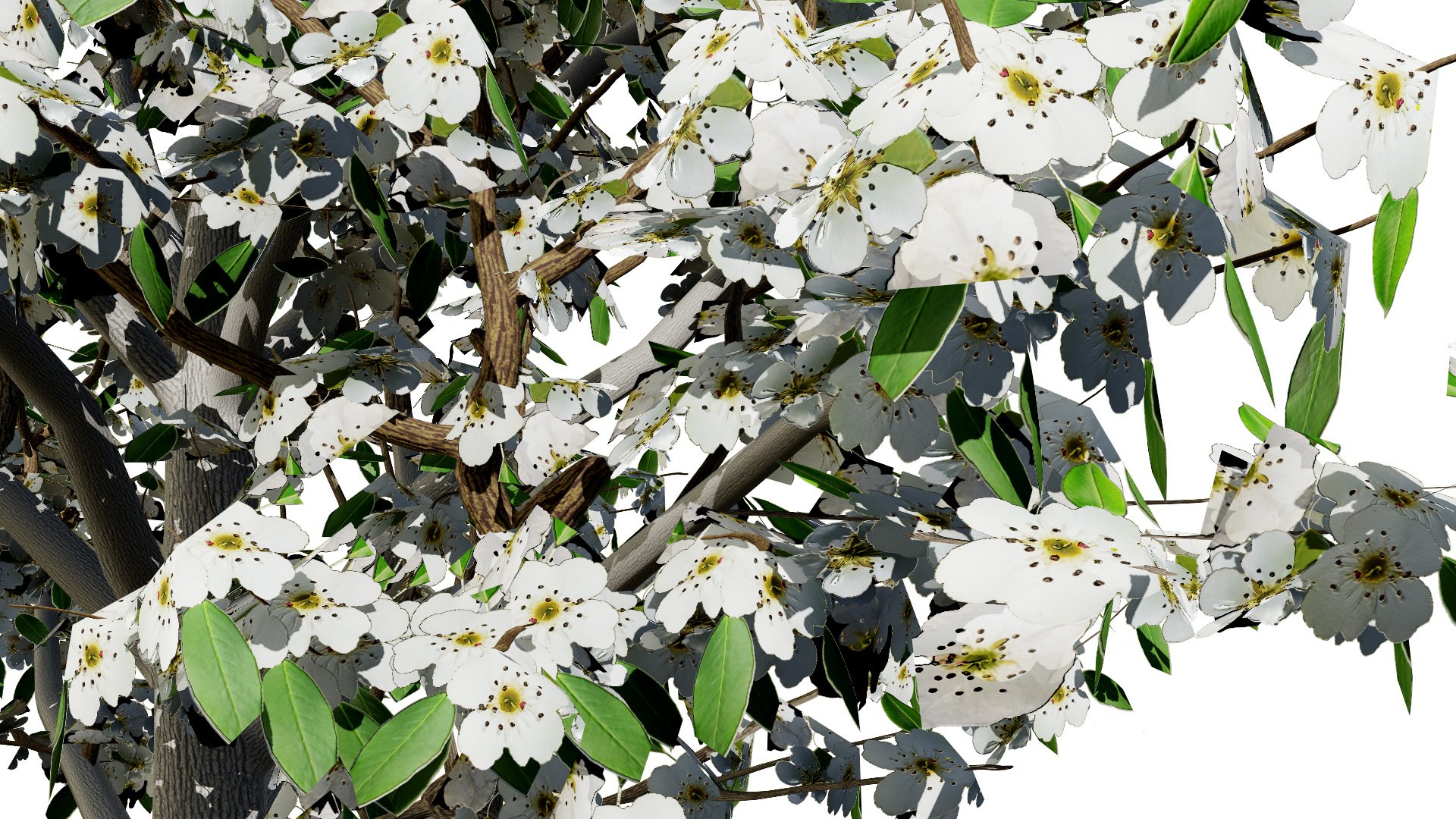 High-Detail Pear Tree Model 3D model https://p.turbosquid.com/ts-thumb/tu/R95lp8/Md/floweringpeartree1l/jpg/1736284904/1920x1080/fit_q87/42b4ce058a7ba31e1edccdef85ee72274bcadfa9/floweringpeartree1l.jpg