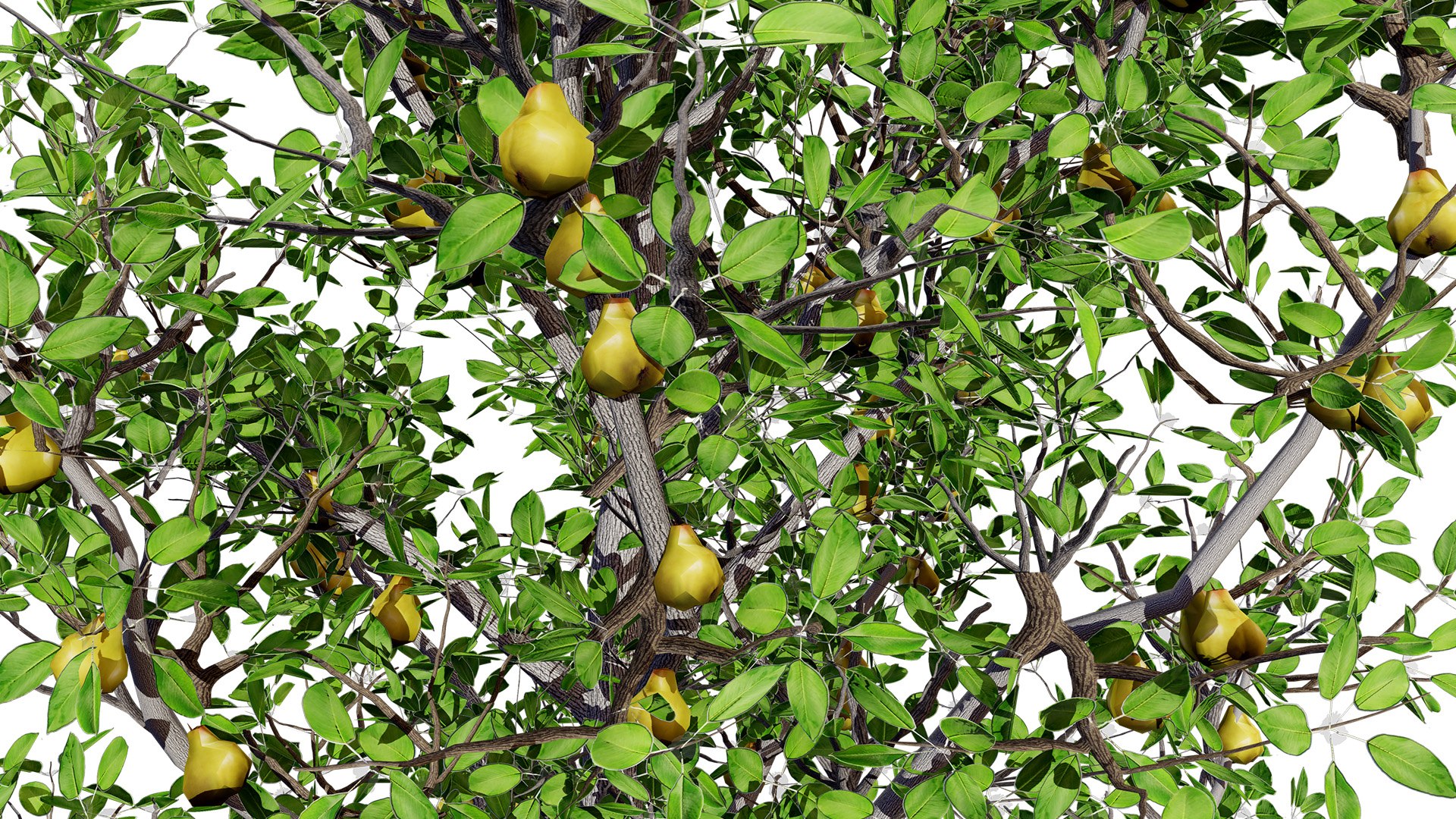 High-Detail Pear Tree Model 3D model https://p.turbosquid.com/ts-thumb/tu/R95lp8/NE/01peartreewithfruit02l/jpg/1736284897/1920x1080/fit_q87/8ac0c67f4a5b0788c6c2eb844cbcd2e17e516ca4/01peartreewithfruit02l.jpg