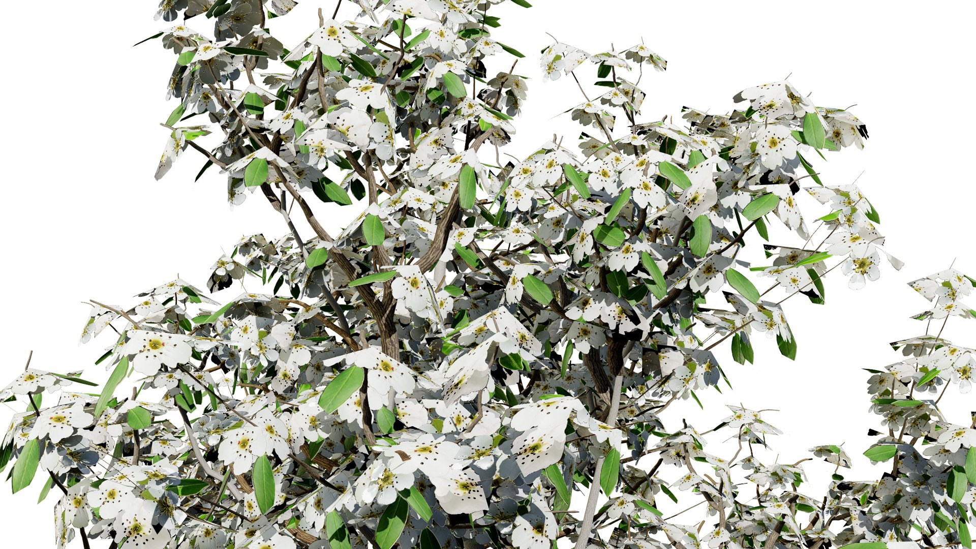 High-Detail Pear Tree Model 3D model https://p.turbosquid.com/ts-thumb/tu/R95lp8/nE/floweringpeartree2l/jpg/1736284908/1920x1080/fit_q87/3f98ee154fd694274a9b922965fe571b4590b9e1/floweringpeartree2l.jpg