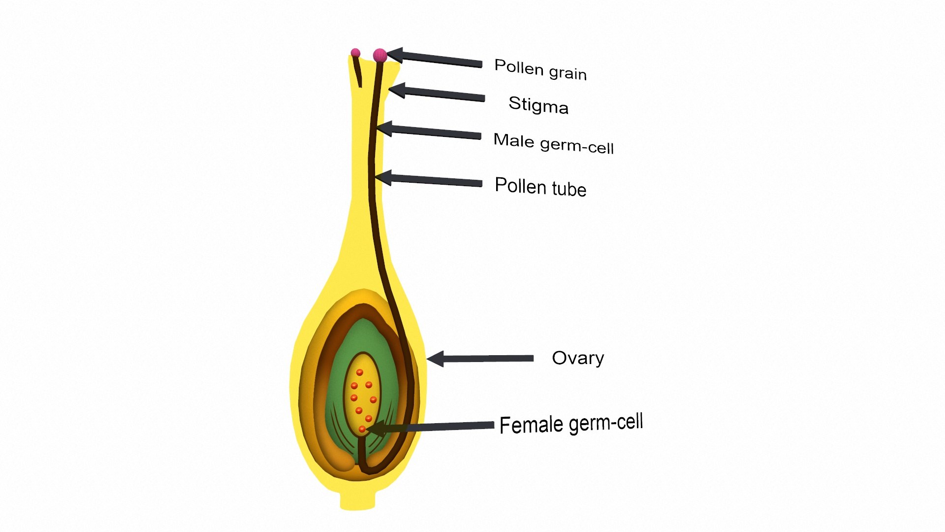 Female Germ Cell 3D Model - TurboSquid 2355202