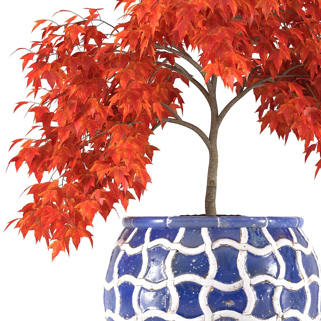 3D maple tree model https://p.turbosquid.com/ts-thumb/tu/kpyIwv/8cdKZWkm/02/jpg/1508538000/1920x1080/fit_q87/fe05fc46a0fe8a1974e6f62c218cf6c830af7f89/02.jpg