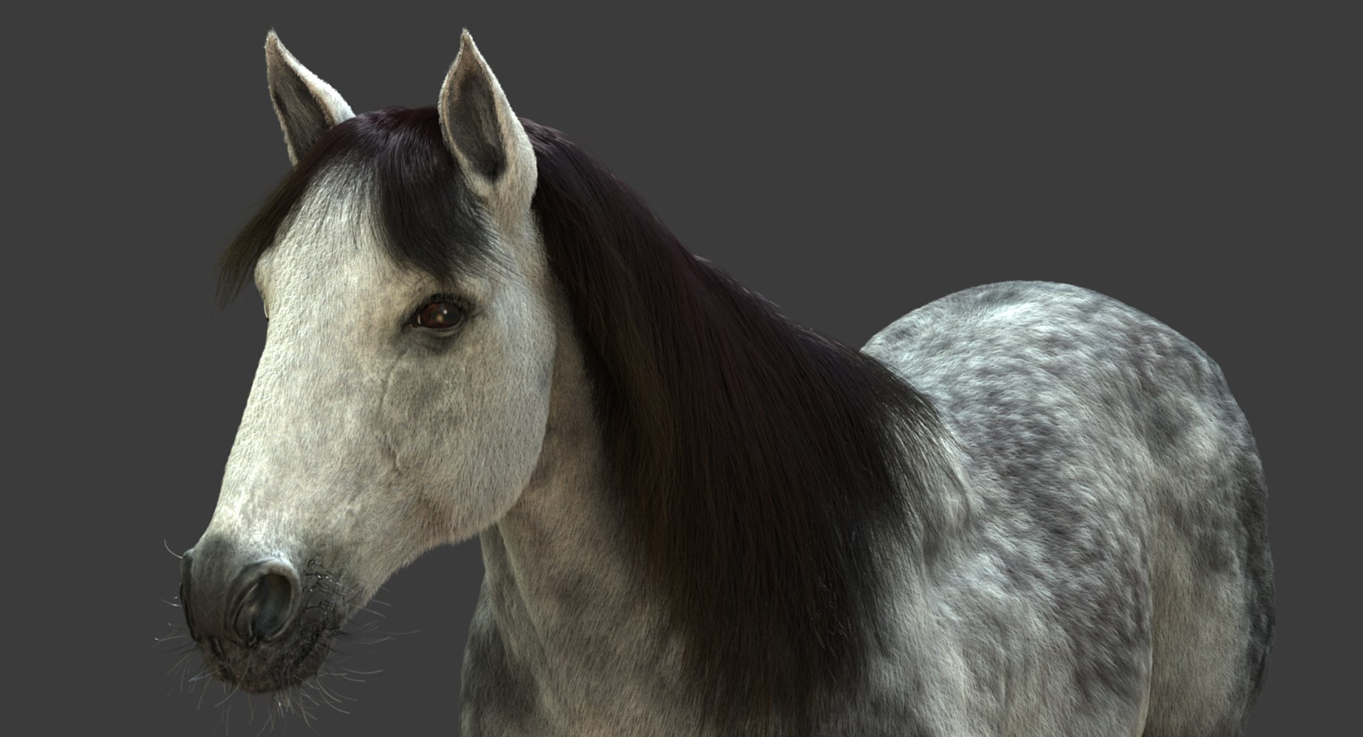 3D model horse animation fur https://p.turbosquid.com/ts-thumb/tu/wexyME/RJjgqJzf/05/jpg/1510025793/1920x1080/fit_q87/cbd821dc1959a0ae2de1fb039692821a86ba53a9/05.jpg