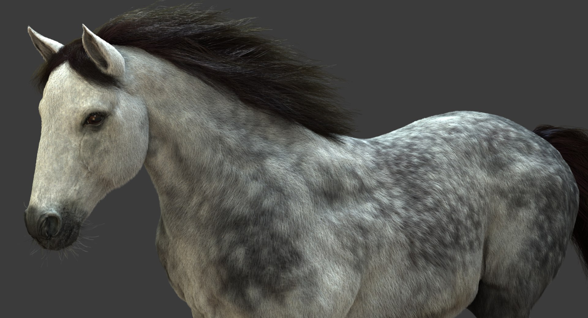 3D model horse animation fur https://p.turbosquid.com/ts-thumb/tu/wexyME/x5lolm59/dgreyanim02/jpg/1510029005/1920x1080/fit_q87/6425a2ea34b5a8a3335d864d5e3f6c09da8f05de/dgreyanim02.jpg