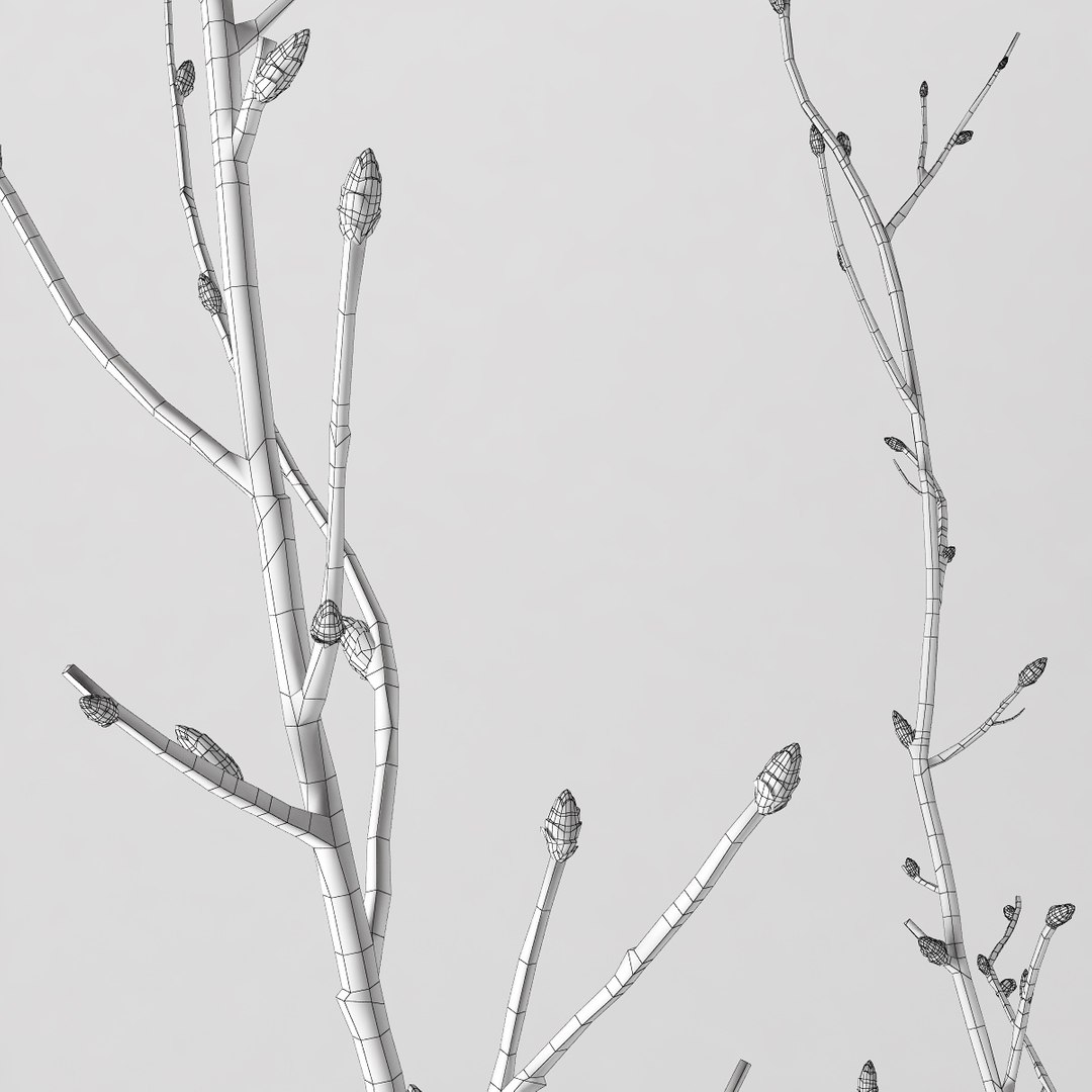 branches glass jars 3D model https://p.turbosquid.com/ts-thumb/tu/yrt4cG/t44K7pch/setka_macr/jpg/1502918835/1920x1080/fit_q87/6eafe413dc4e74f62a8e7674f18d1d81de7309d3/setka_macr.jpg