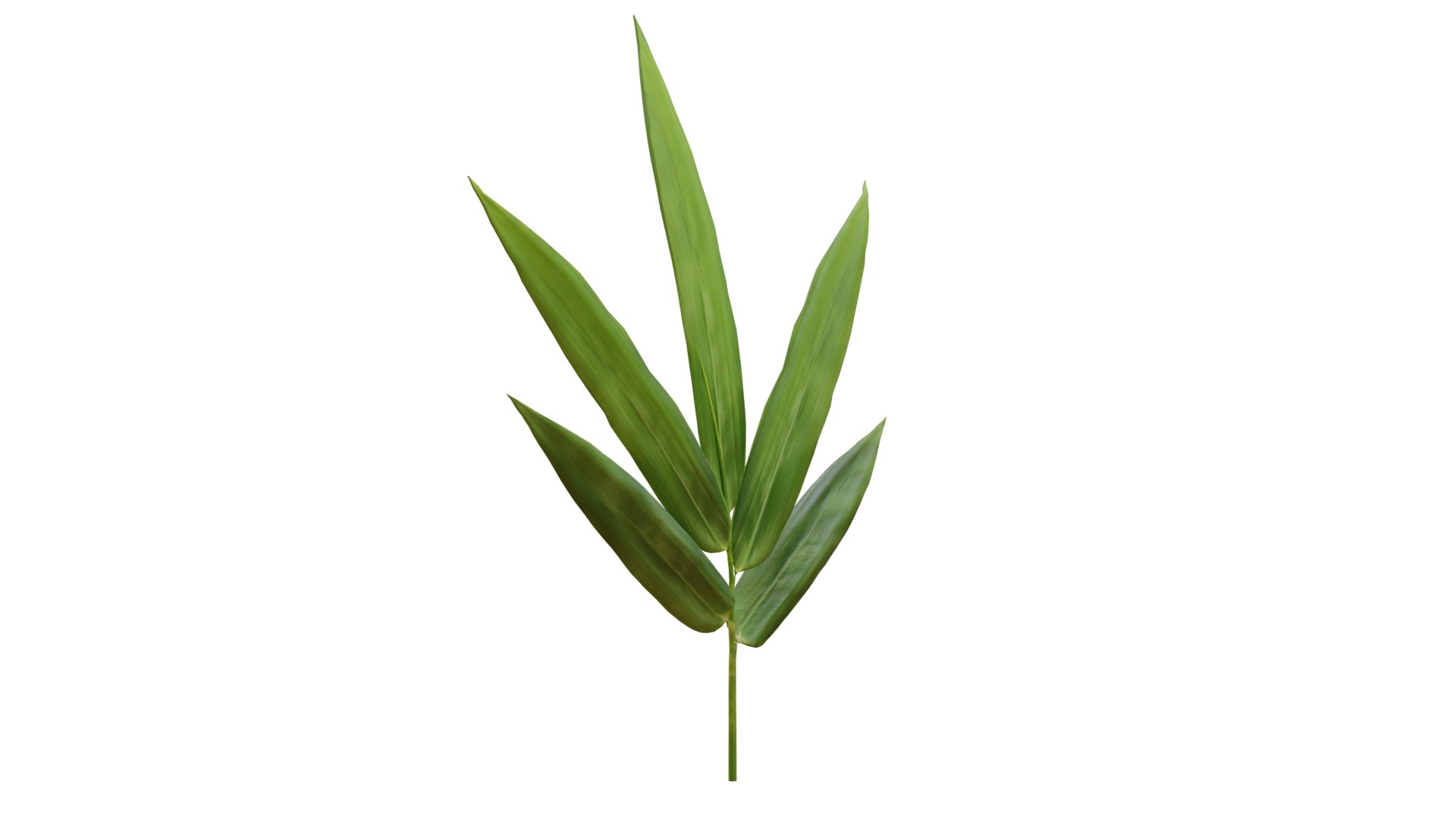 3D Bamboo Leaf Model - TurboSquid 1687081