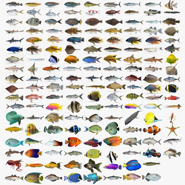 Fish Collection 03
