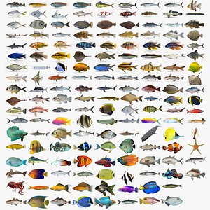 Fish Collection 03