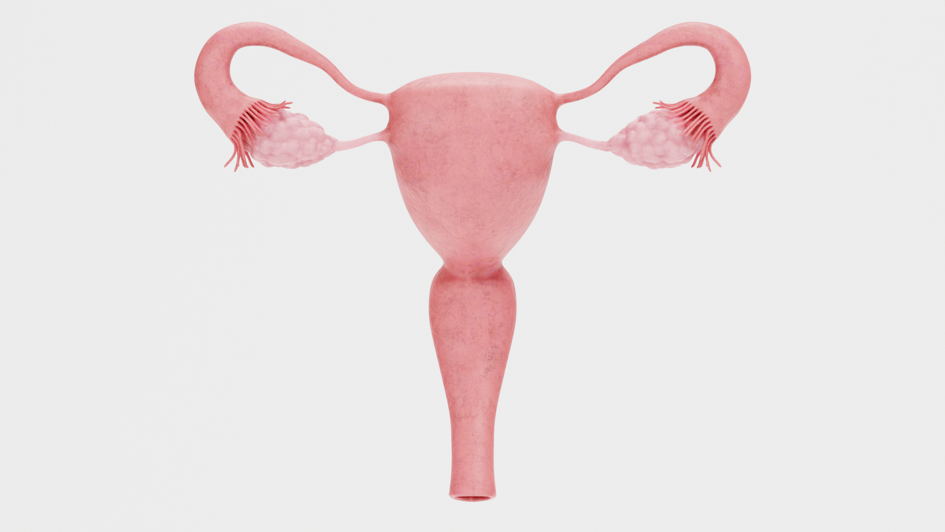 Female Repruductive System 3D Model - TurboSquid 1775996