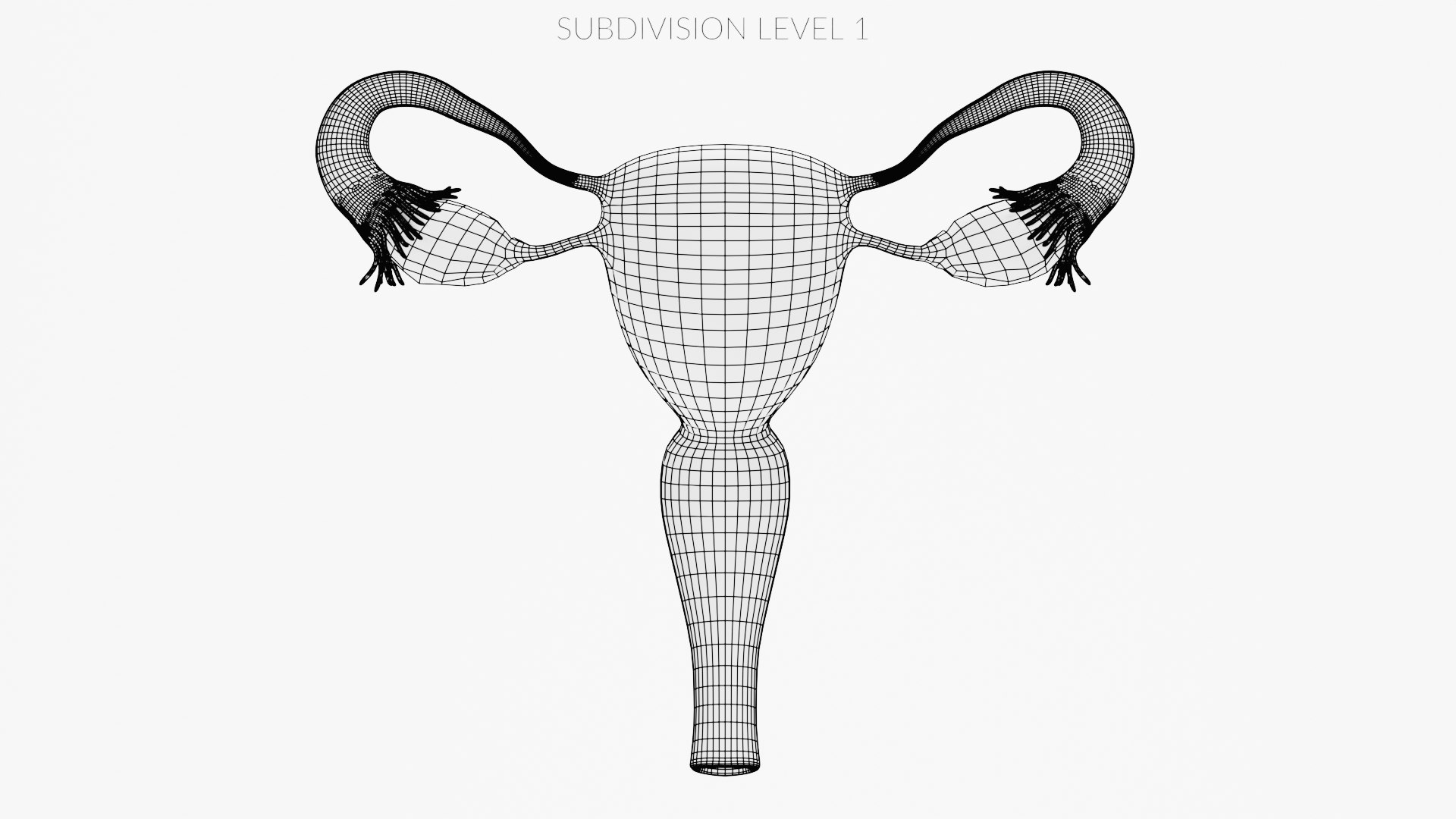 Female Repruductive System 3D Model - TurboSquid 1775996