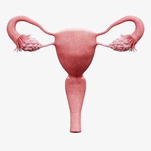 Female Repruductive System 3D model