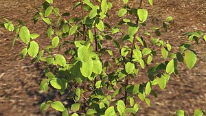 Plant shrub