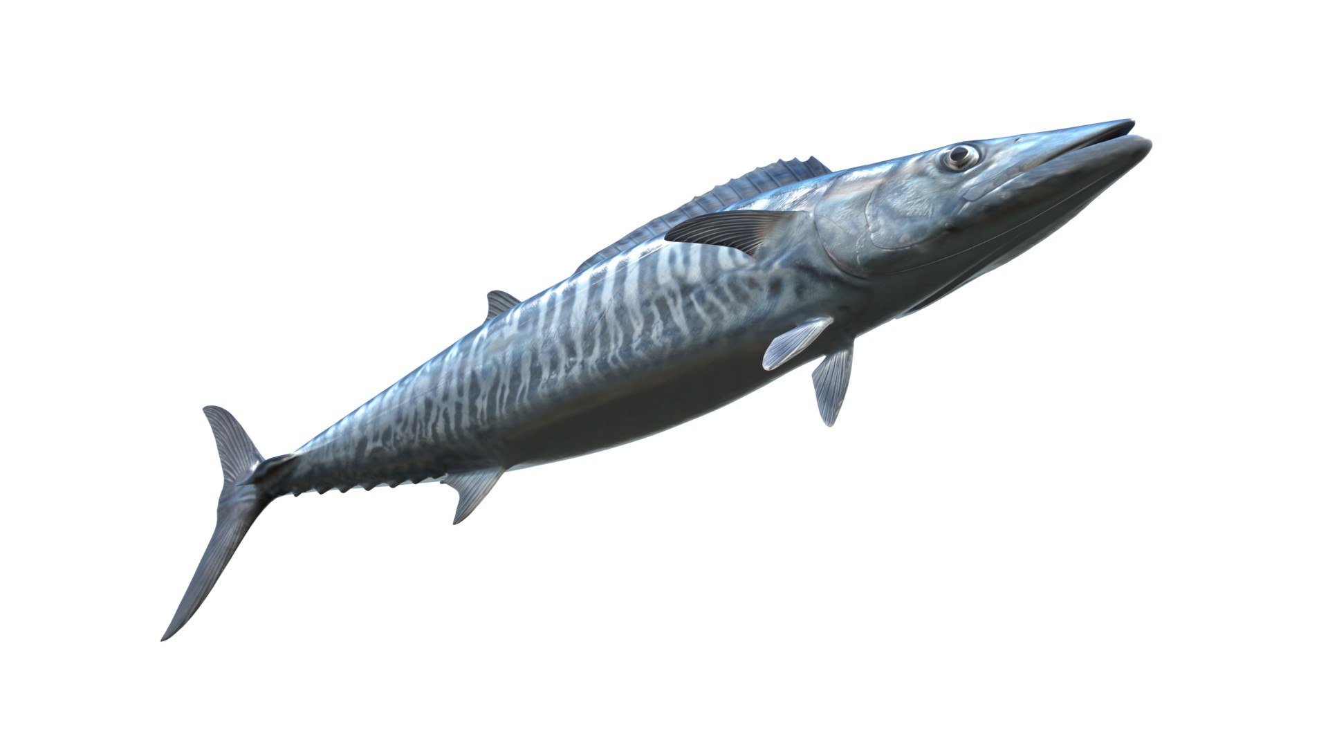 3D Kingfish model https://p.turbosquid.com/ts-thumb/tv/b0hwSD/B4/5/jpg/1774787737/1920x1080/fit_q87/dc5ccec791709f99c7c491c5c25528861c192076/5.jpg