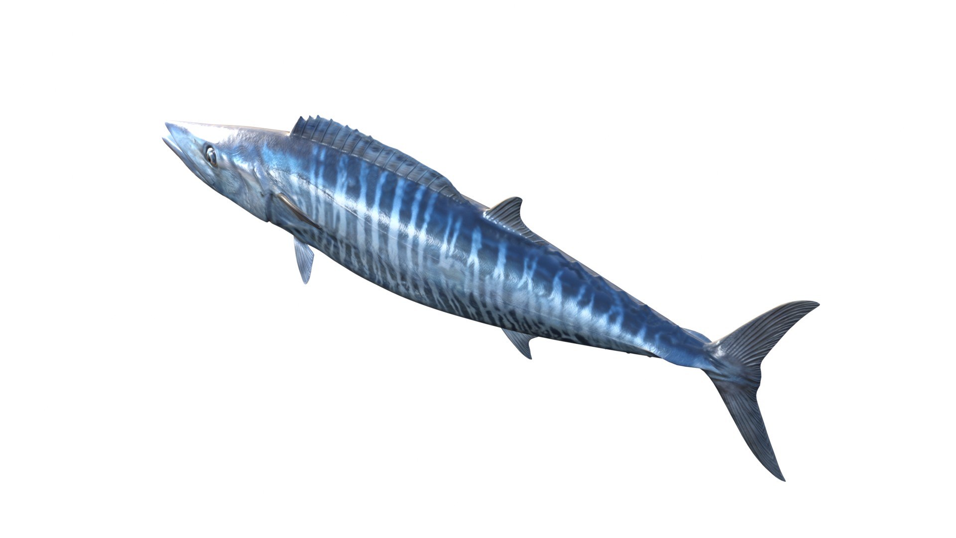 3D Kingfish model https://p.turbosquid.com/ts-thumb/tv/b0hwSD/Xk/3/jpg/1774787736/1920x1080/fit_q87/9f28c622fb8ed2eeec4c74a84d83fef4fda283e2/3.jpg
