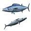 Kingfish