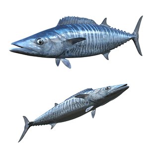 Kingfish