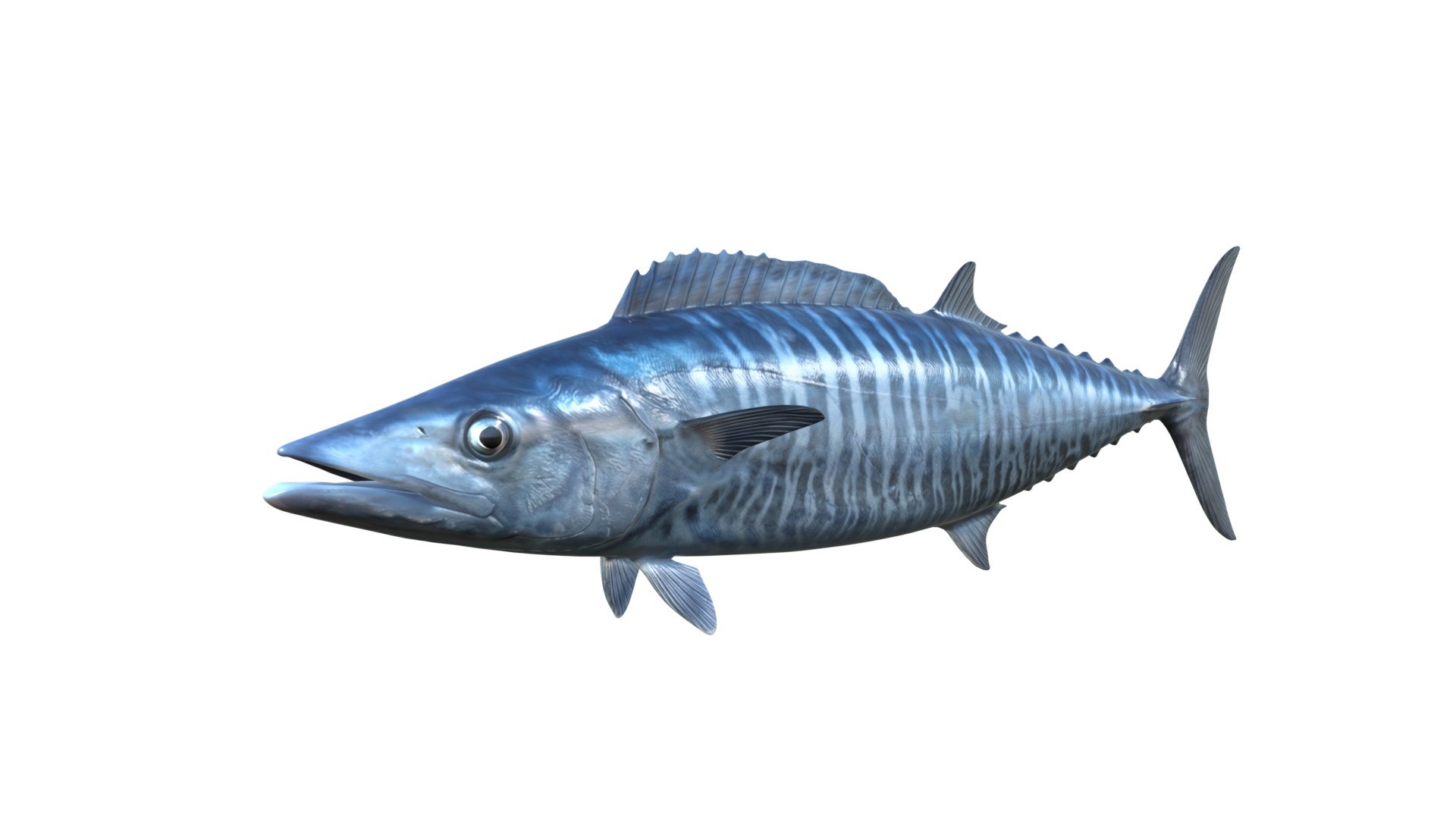 3D Kingfish model https://p.turbosquid.com/ts-thumb/tv/b0hwSD/eB/1/jpg/1774787734/1920x1080/fit_q87/511b5636cfde52b6038a6bbc332fc5154a104d4c/1.jpg
