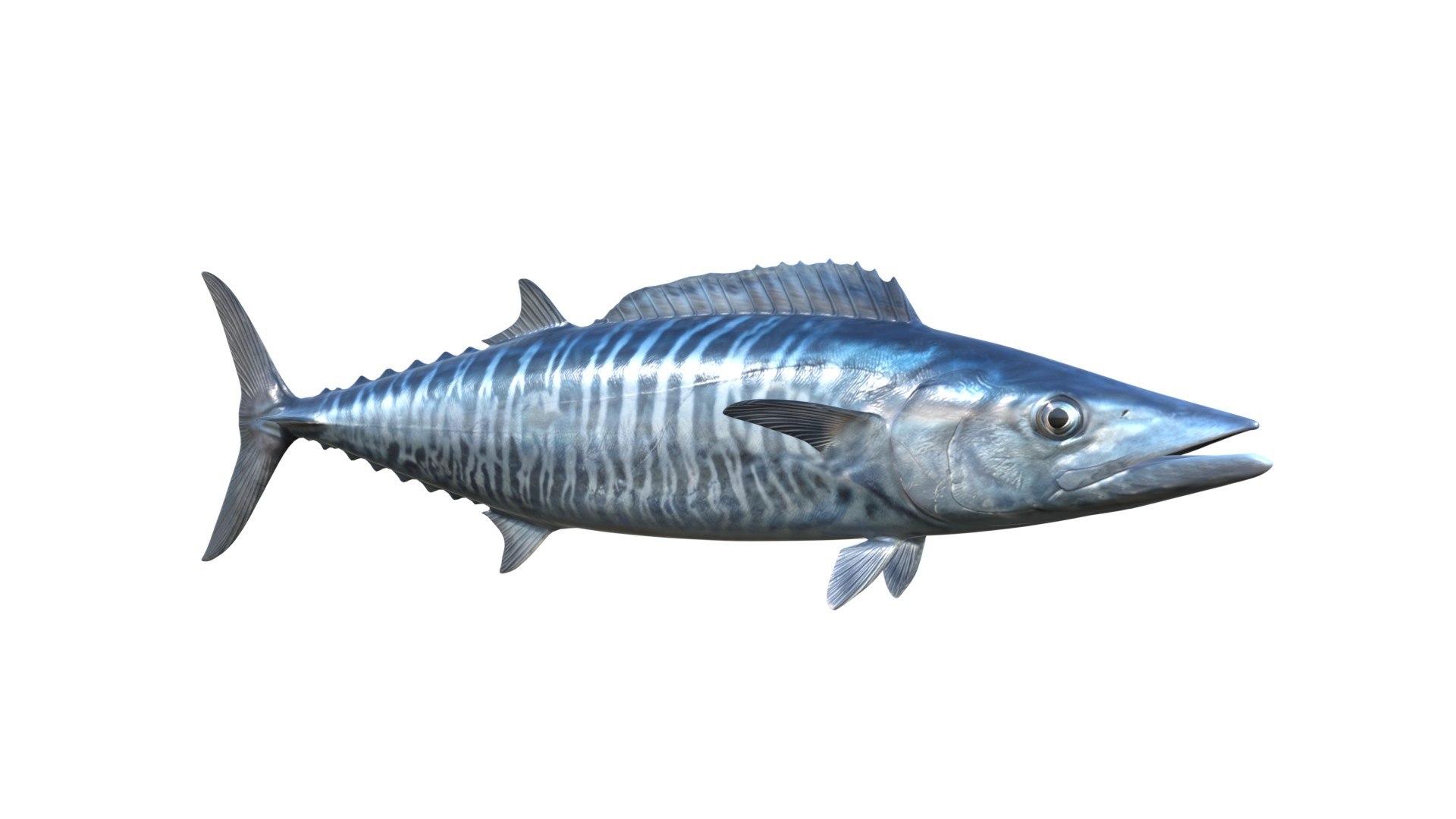 3D Kingfish model https://p.turbosquid.com/ts-thumb/tv/b0hwSD/fK/4/jpg/1774787737/1920x1080/fit_q87/d53d47d7b46d30de1c038e730b41f9bb2473d824/4.jpg