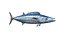Kingfish