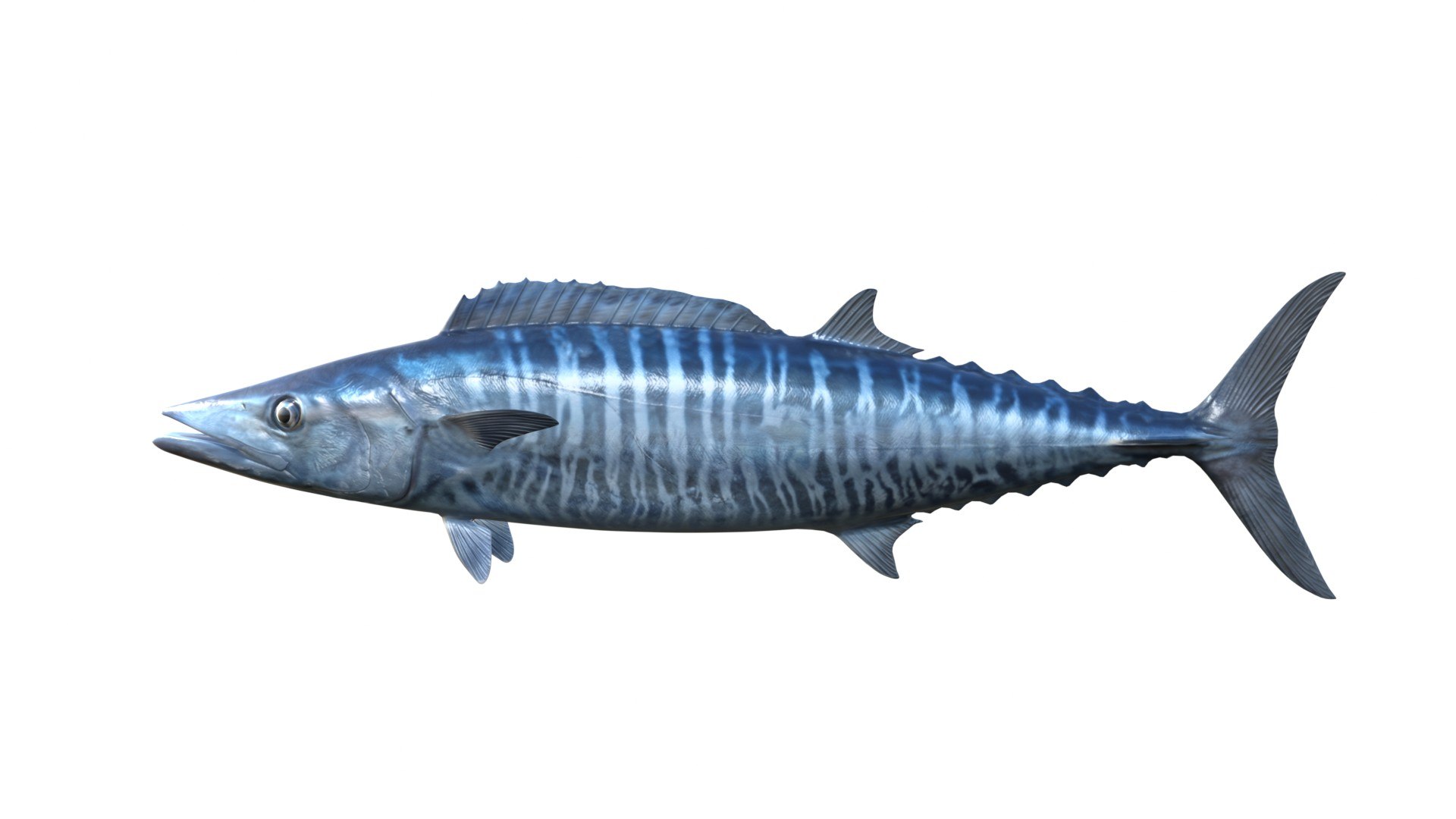 3D Kingfish model https://p.turbosquid.com/ts-thumb/tv/b0hwSD/xk/2/jpg/1774787735/1920x1080/fit_q87/e79e262be9239f29d04dc9e5edb0be5c91628f44/2.jpg