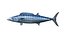Kingfish