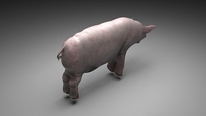 Pig