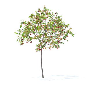 cherry tree 2 5m 3D