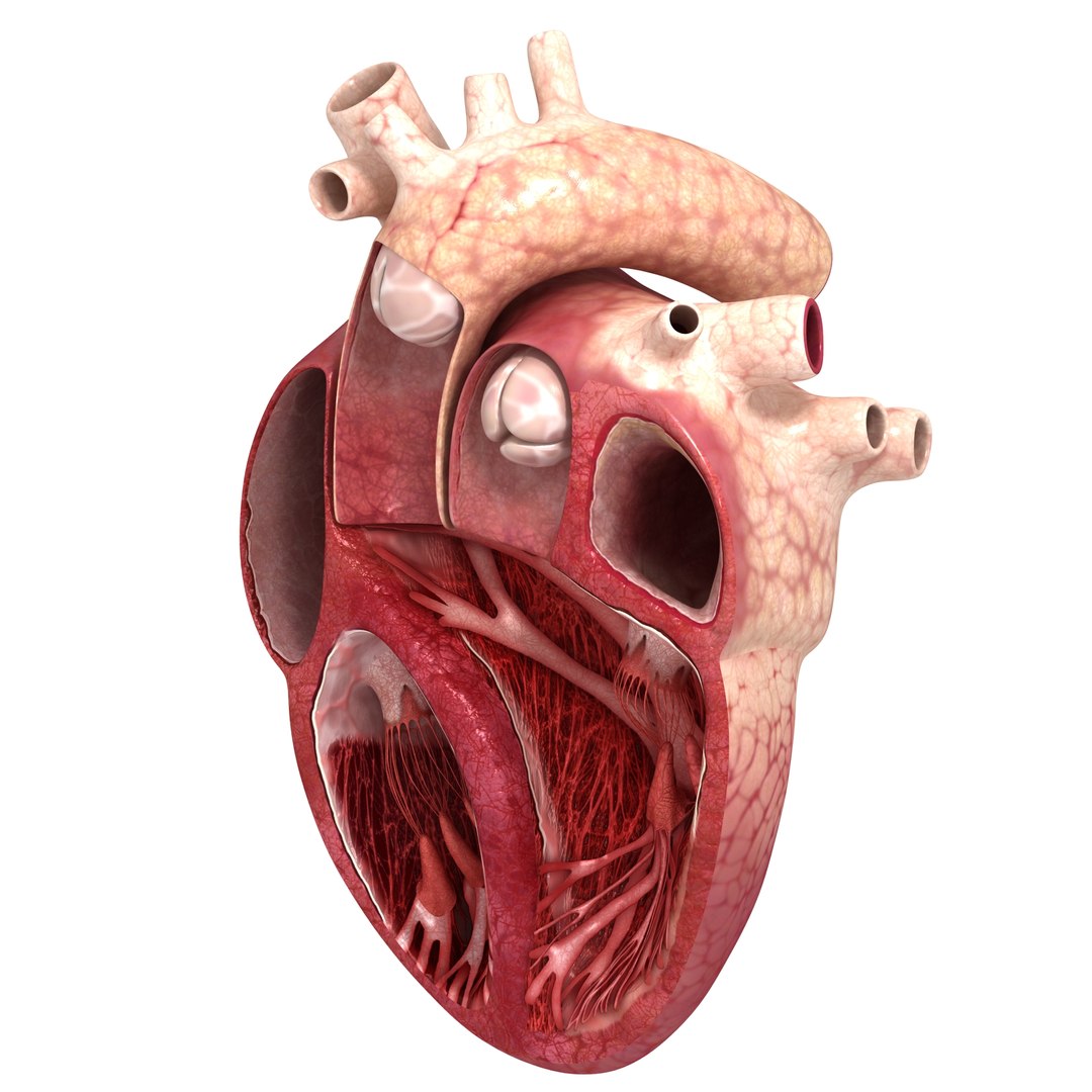 Human Heart Slice 3d Model 