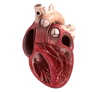 human heart slice 3d model