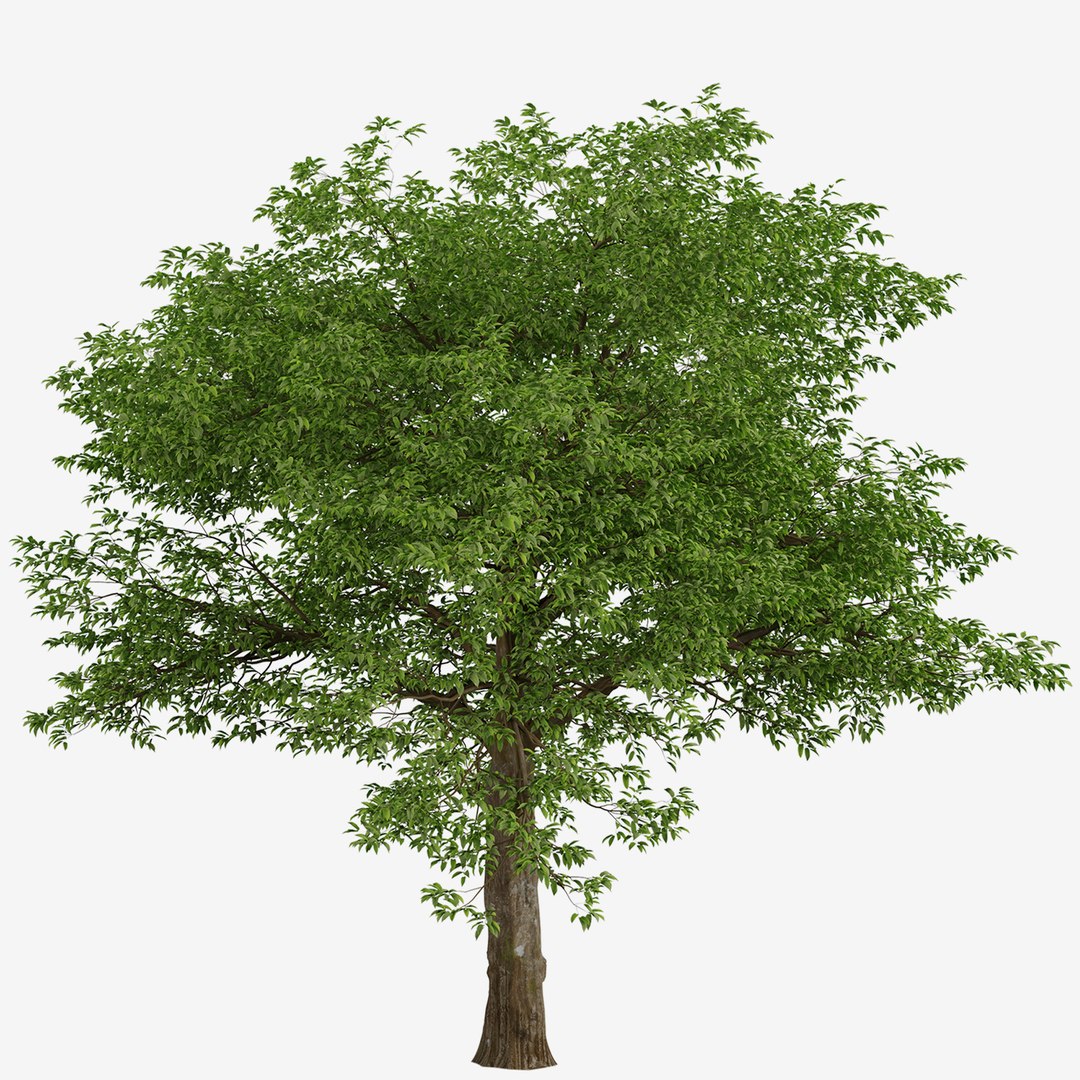 American Hornbeam Or Carpinus Caroliniana Tree - 1 Tree 3D - TurboSquid ...