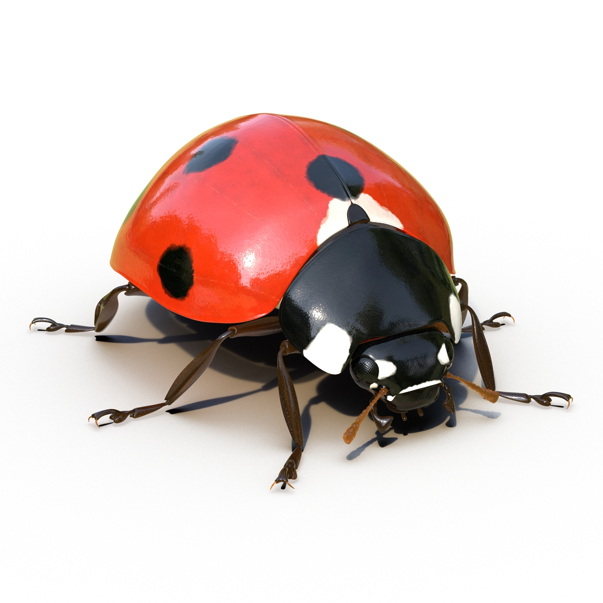 LadyBug는 Maya를 위해 조작 3D 모델 - TurboSquid 1495060