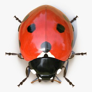 3D ladybug rigged