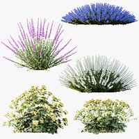 AV Spring flowering shrubs Alchemilla Mollis Vulgaris and Calluna Vulgaris Helena