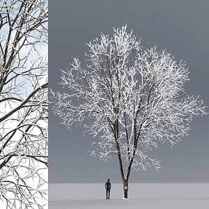tree ash winter 3D model