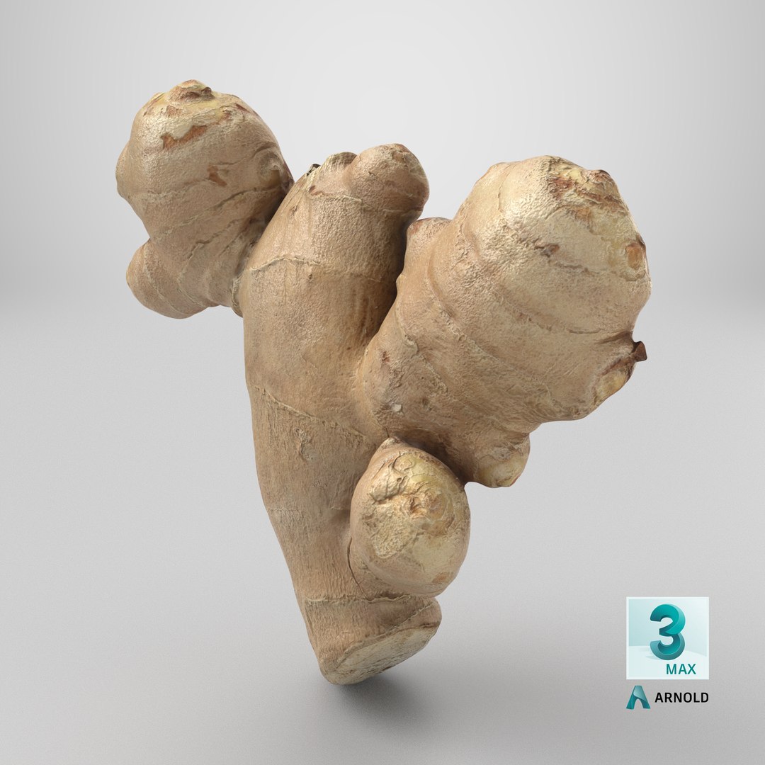 Ginger Root 02 3D model https://p.turbosquid.com/ts-thumb/tw/EZpyD0/1w/stemcell_max_arnold_render/png/1743694607/1920x1080/fit_q87/c8a12c789da07ed084b66e3b38e3ef74a7ebfcbd/stemcell_max_arnold_render.jpg