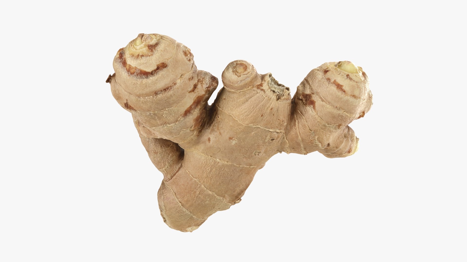 Ginger Root 02 3D model https://p.turbosquid.com/ts-thumb/tw/EZpyD0/35/gingerroot02_b0018/jpg/1743270768/1920x1080/fit_q87/161eec7625a1b18c357c6ce0e55aedee6d18a9ff/gingerroot02_b0018.jpg