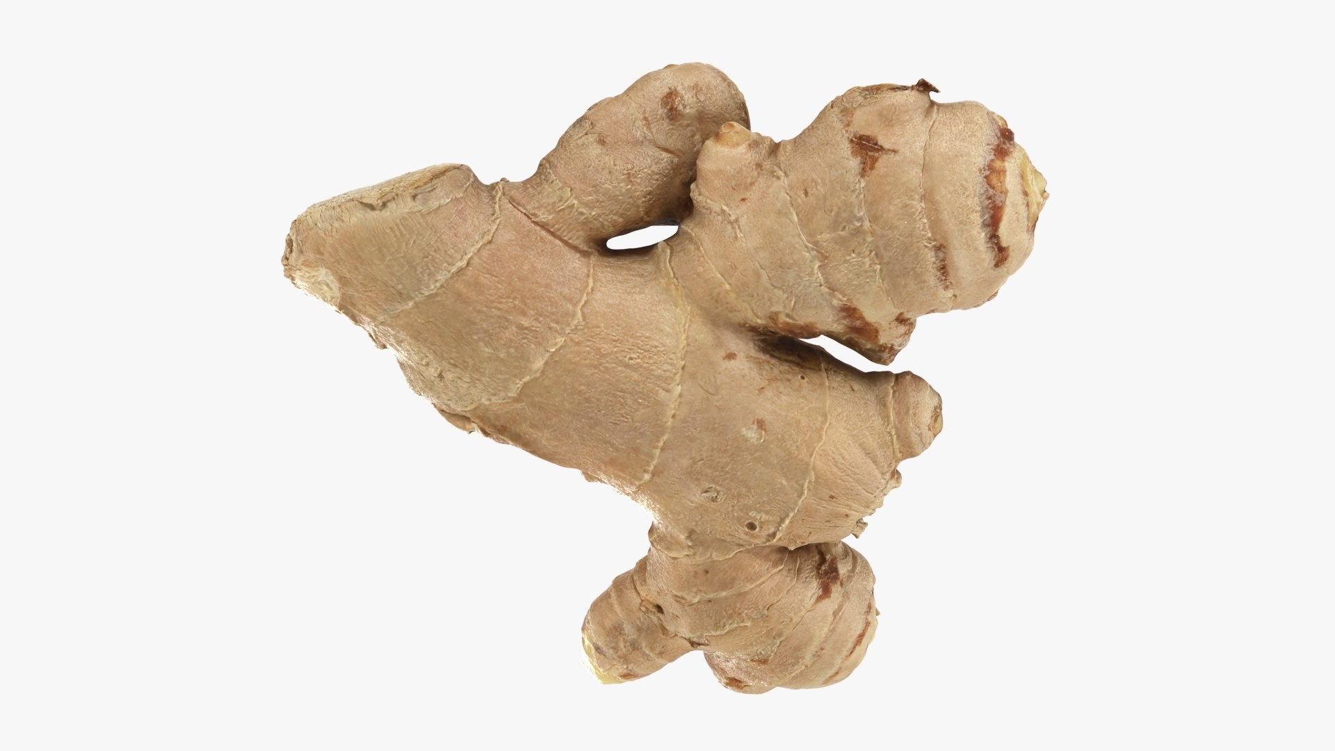 Ginger Root 02 3D model https://p.turbosquid.com/ts-thumb/tw/EZpyD0/QO/gingerroot02_b0020/jpg/1743270768/1920x1080/fit_q87/2d8cd8d0004f1ede56113eaee42d8a95b22cd76f/gingerroot02_b0020.jpg