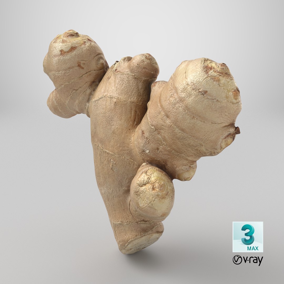 Ginger Root 02 3D model https://p.turbosquid.com/ts-thumb/tw/EZpyD0/o3/stemcell_max_vray_render/png/1743694606/1920x1080/fit_q87/366361056daf98712266d9180e04ede2b7980d9f/stemcell_max_vray_render.jpg