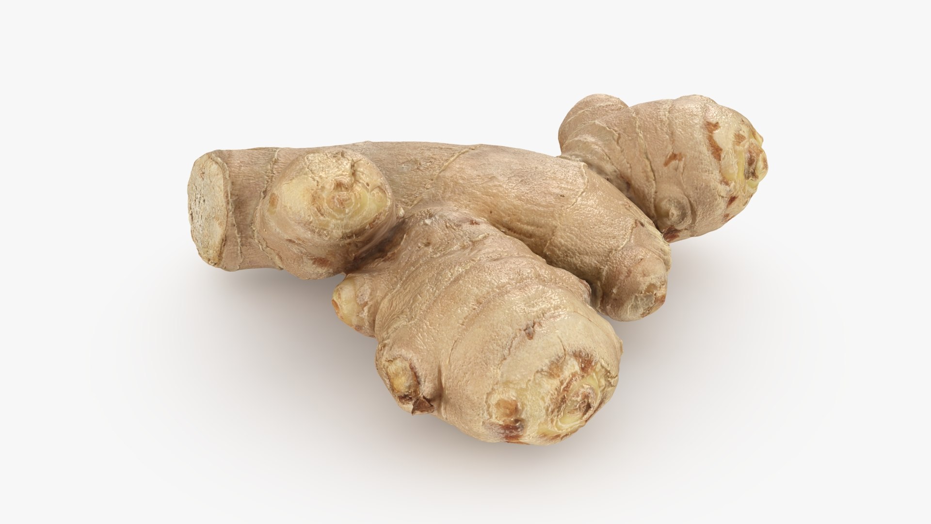 Ginger Root 02 3D model https://p.turbosquid.com/ts-thumb/tw/EZpyD0/vV/gingerroot02_b0004/jpg/1743270764/1920x1080/fit_q87/ae1a1765994791b903de75185dd16996fcd620bf/gingerroot02_b0004.jpg