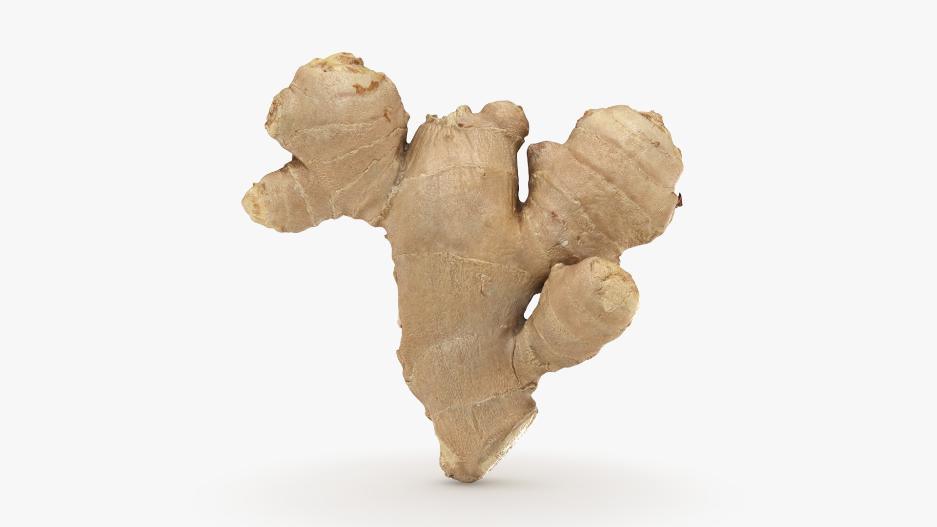 Ginger Root 02 3D model https://p.turbosquid.com/ts-thumb/tw/EZpyD0/zN/gingerroot02/jpg/1743270667/1920x1080/turn_fit_q99/517be01686cdc1e24ae9ce0d0601352adfa30b6d/gingerroot02-1.jpg